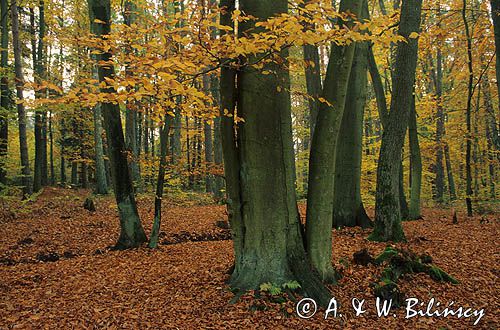 Drawski Park Krajobrazowy jesienny las