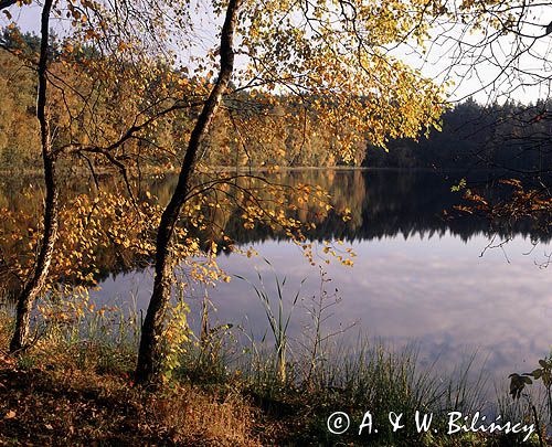 Drawski Park Krajobrazowy, jezioro i brzozy