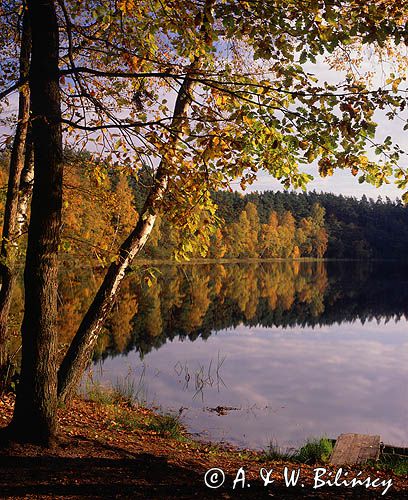 Drawski Park Krajobrazowy, jezioro i brzozy