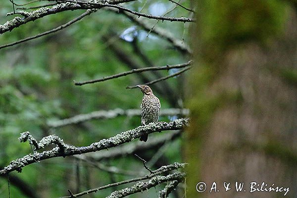 Drozd obrożny, Turdus torquatus