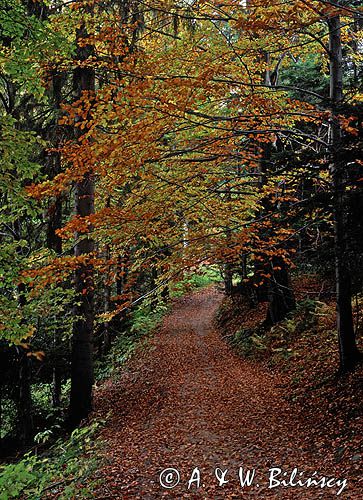 Gorczański Park Narodowy, Droga w Gorcach