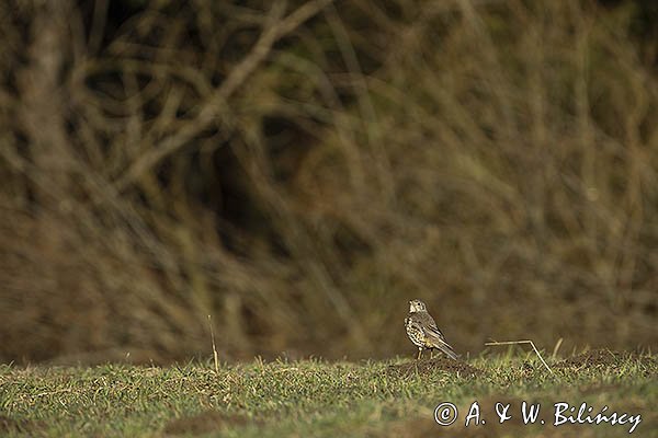 Drozd śpiewak, śpiewak, Turdus philomelos