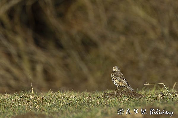 Drozd śpiewak, śpiewak, Turdus philomelos