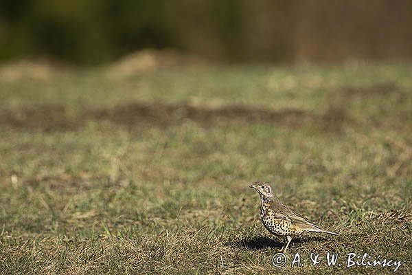 Drozd śpiewak, śpiewak, Turdus philomelos