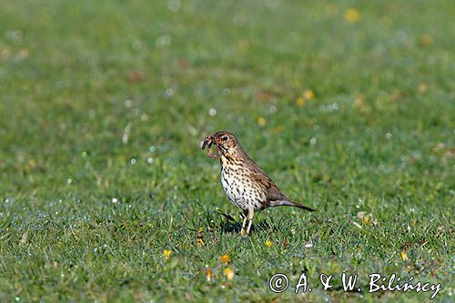 Drozd śpiewak, śpiewak, Turdus philomelos