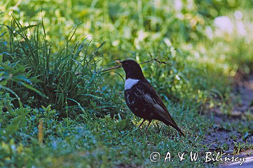 drozd obrożny, samiec, Turdus torquatus