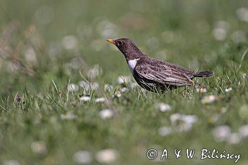 Drozd obrożny Turdus torquatus)