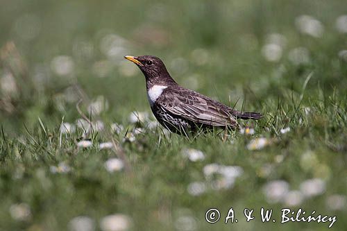 Drozd obrożny Turdus torquatus)