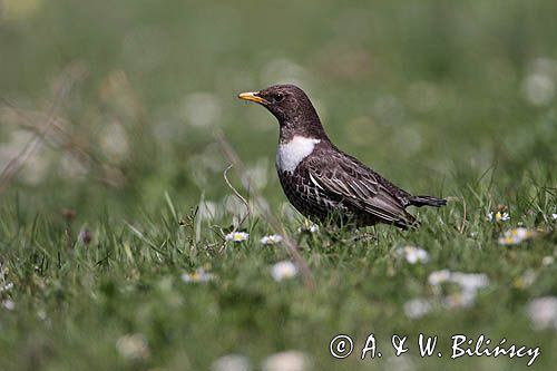 Drozd obrożny Turdus torquatus)