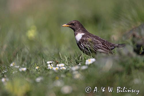 Drozd obrożny Turdus torquatus)