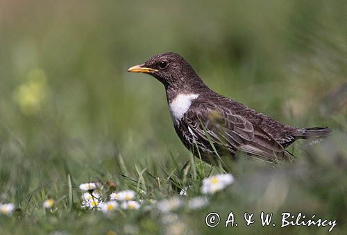 Drozd obrożny Turdus torquatus)