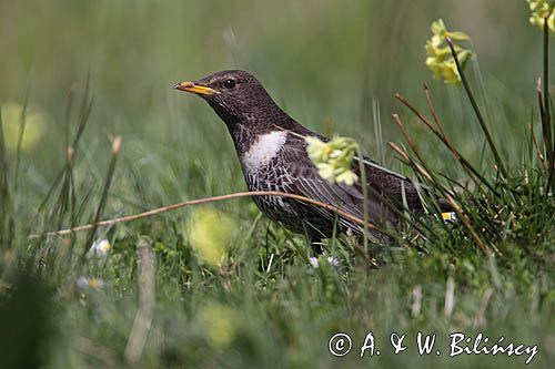 Drozd obrożny Turdus torquatus)