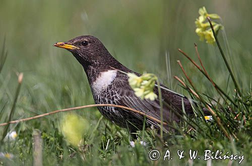 Drozd obrożny Turdus torquatus)