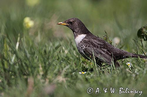 Drozd obrożny Turdus torquatus)