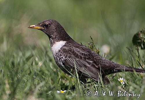 Drozd obrożny Turdus torquatus)