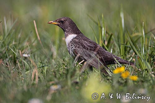 Drozd obrożny Turdus torquatus)