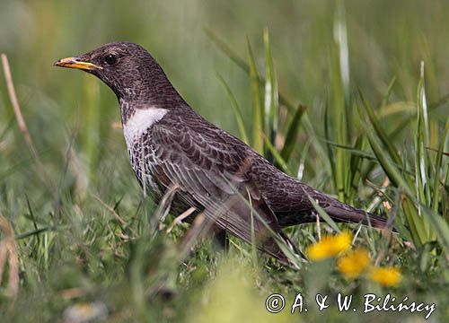 Drozd obrożny Turdus torquatus)