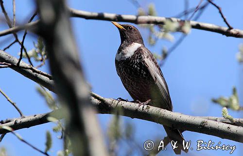 Drozd obrożny, Turdus torquatus