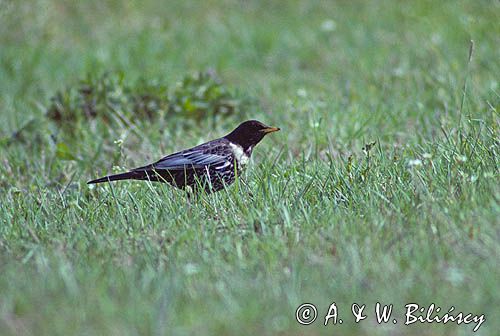 drozd obrożny, samiec Turdus torquatus