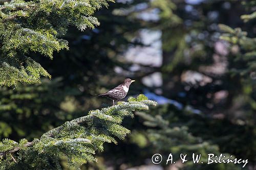 Drozd obrożny, Turdus torquatus, samiec