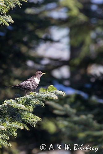 Drozd obrożny, Turdus torquatus, samiec