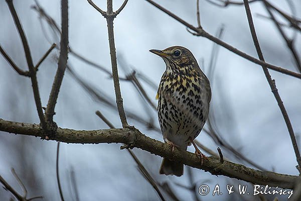 Drozd śpiewak, śpiewak, Turdus philomelos