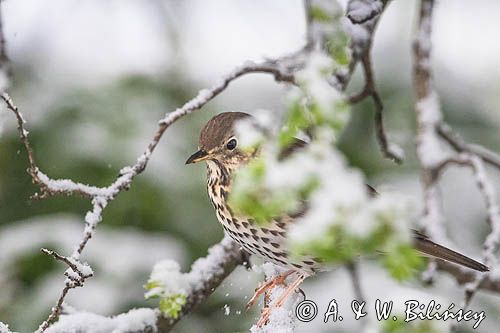 Drozd śpiewak, śpiewak, Turdus philomelos