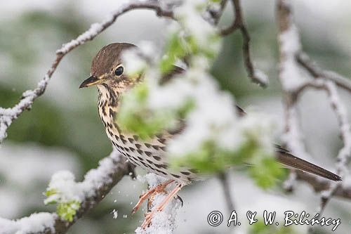 Drozd śpiewak, Turdus philomelos, song thrush, fot A&W Bilińscy bank zdjęć, fotogrfaia przyrodnicza