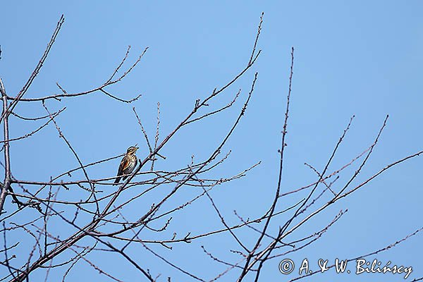 Droździk, drozd rdzawoboczny, Turdus iliacus