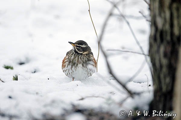 Droździk, drozd rdzawoboczny, Turdus iliacus