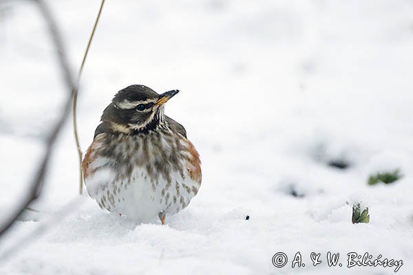 Droździk, drozd rdzawoboczny, Turdus iliacus