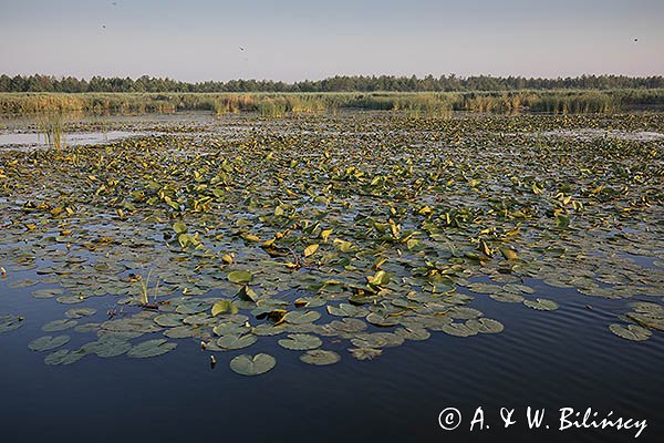Jezioro Drużno, Druzno, rezerwat przyrody