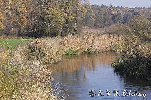 rzeka Drwęca, Mazury