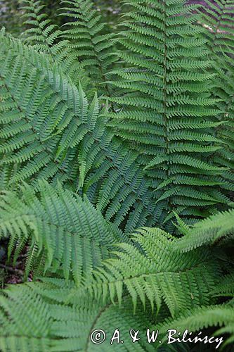 Dryopteris filix-mas Narecznica samcza Nerecznica samcza