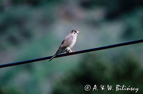 Drzemlik, Falco columbarius