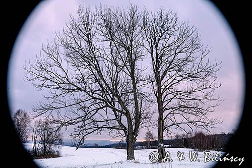 dwa drzewa, Bieszczady