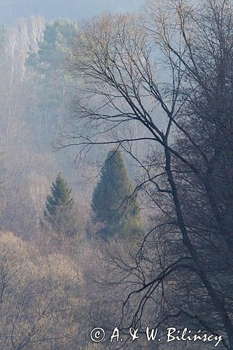 drzewa nad Sanemt, Bieszczady