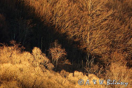 drzewa na stoku Otryt, Bieszczady