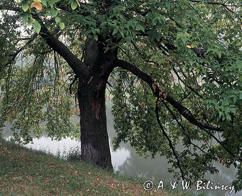 Warszawa, Park Szczęśliwicki Klon jesionolistny Acer Negundo)