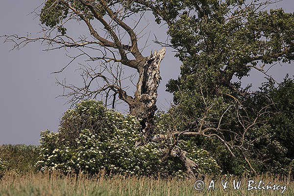 Drzewo, bez czarny, Sambucus nigra, żuławy Wiślane