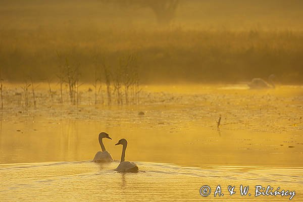 Łabędź niemy, Cygnus olor