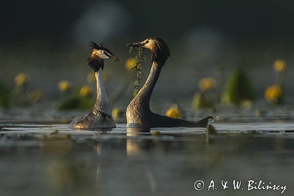 Perkoz dwuczuby, Podiceps cristatus, zaloty, gody