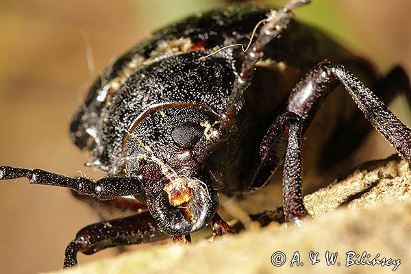 Dyląż garbarz, Prionus coriarius