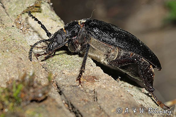 Dyląż garbarz, Prionus coriarius