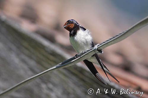 jaskółka dymówka, na drucie, Hirundo rustica