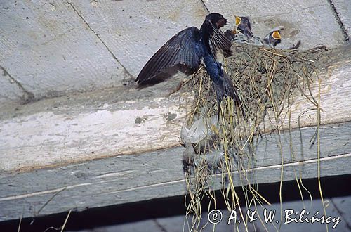 jaskółka dymówka przy gnieździe, Hirundo rustica