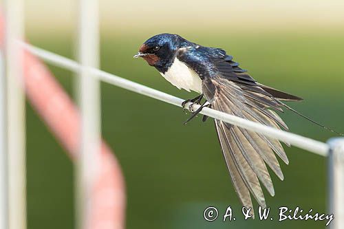 Dymówka, jaskółka dymówka, Hirundo rustica