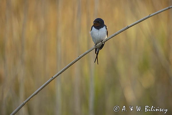 Jaskółka dymówka, Hirundo rustica