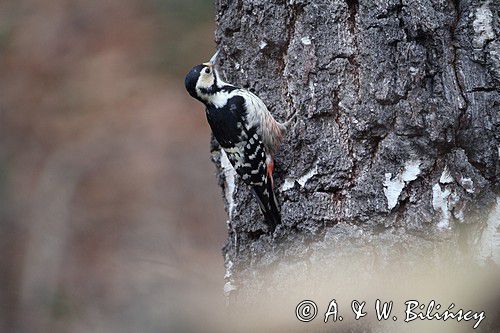 Dzięcioł białogrzbiety, Dendrocopos leucotos, samica