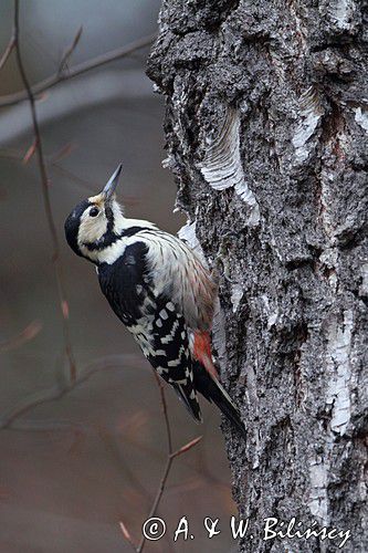Dzięcioł białogrzbiety, Dendrocopos leucotos, samica